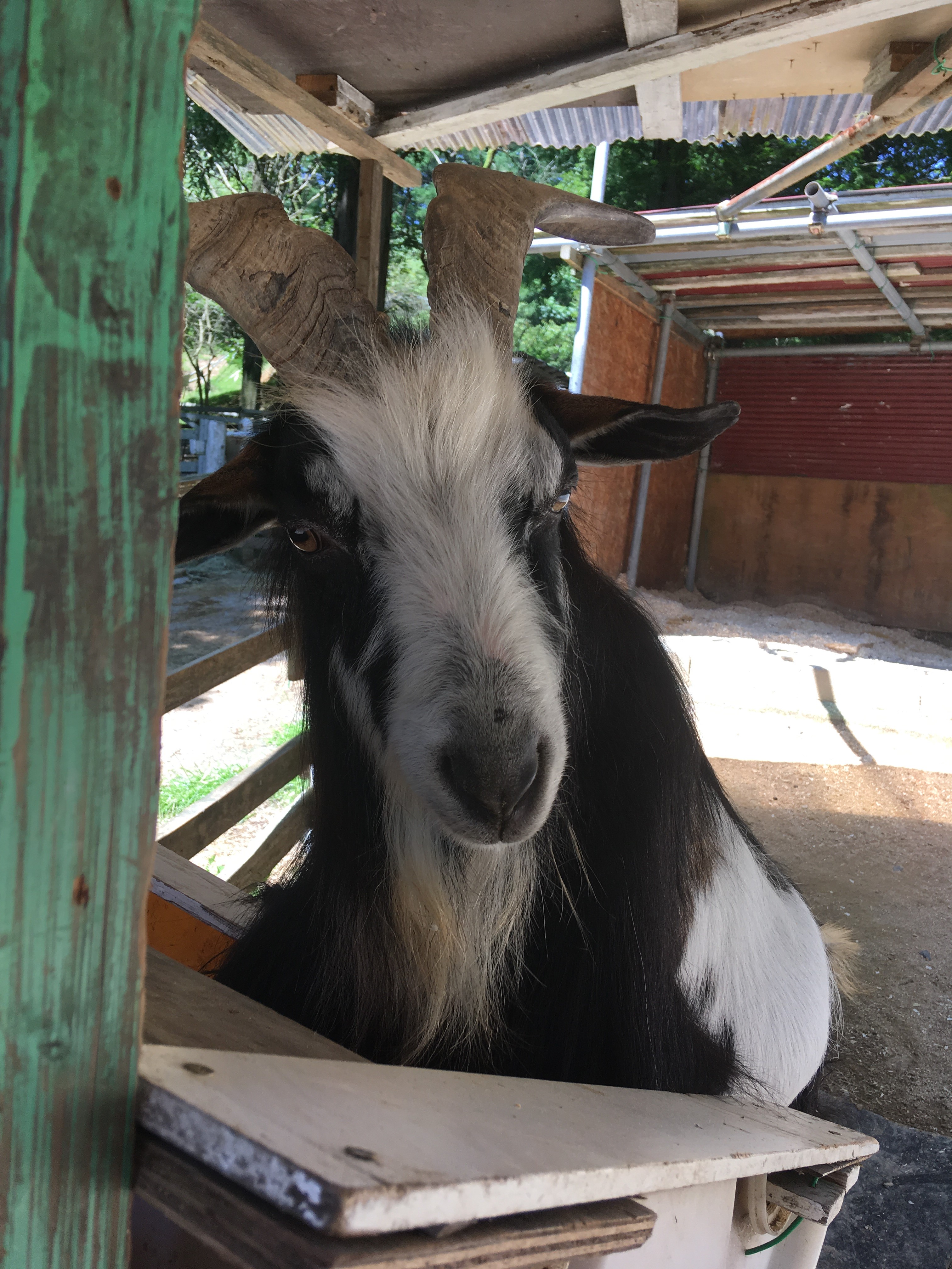 ヤギ Goat [六甲山牧場Rokkosan Pasture](2018/6/25)