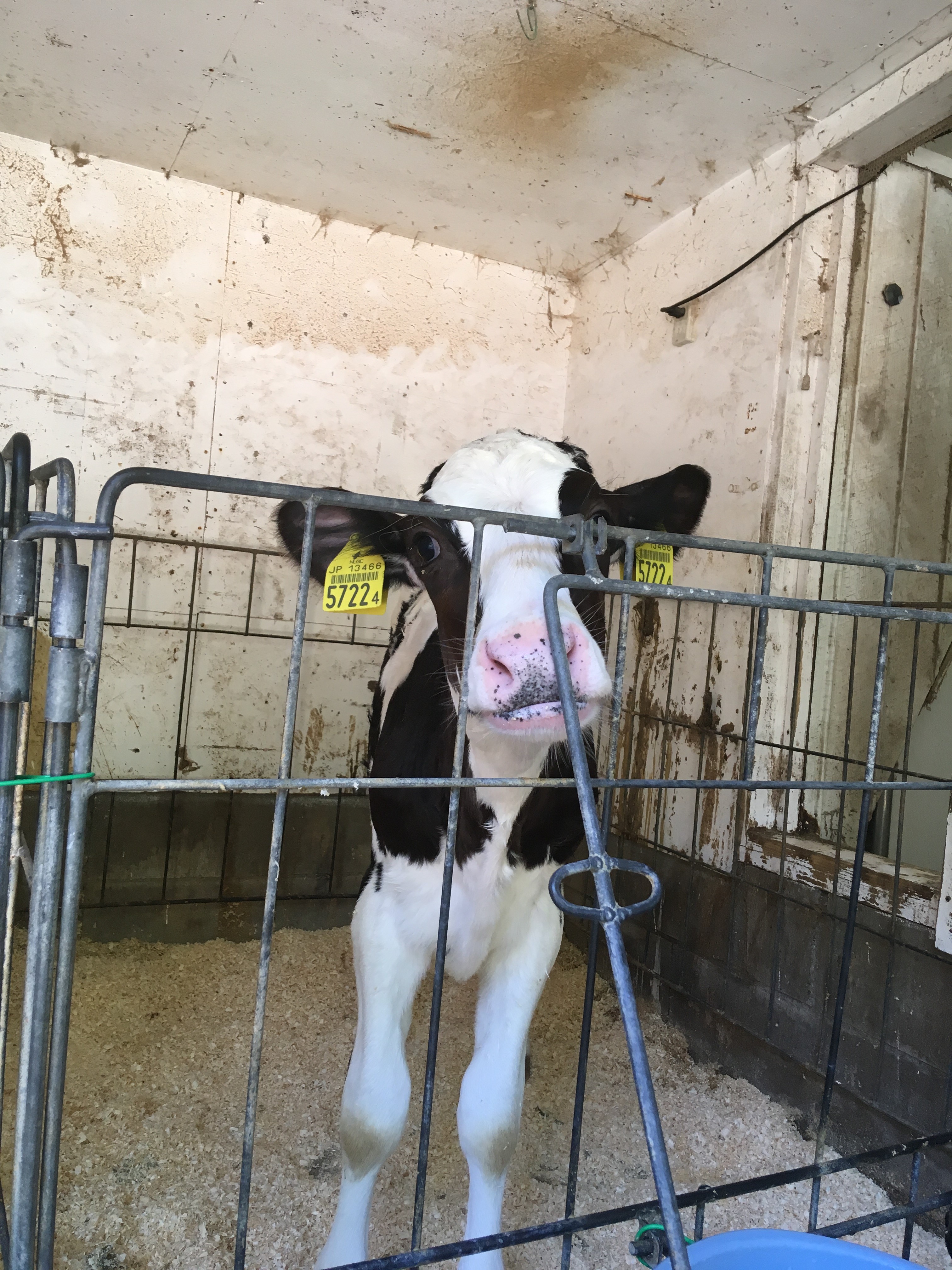 子牛のミルクやり体験 calf [六甲山牧場Rokkosan Pasture](2018/6/25)