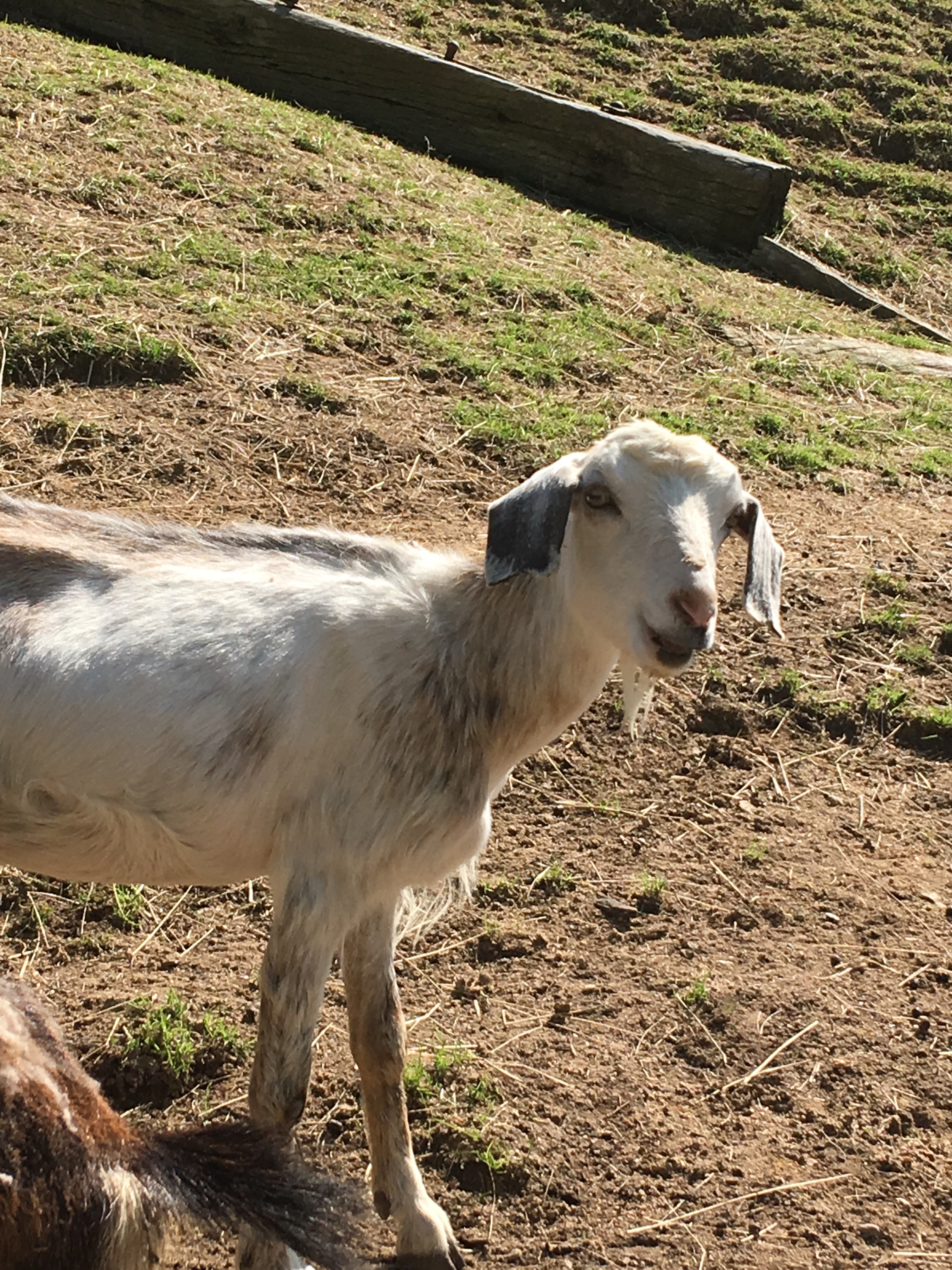 ヤギ Goat [六甲山牧場Rokkosan Pasture](2018/6/25)
