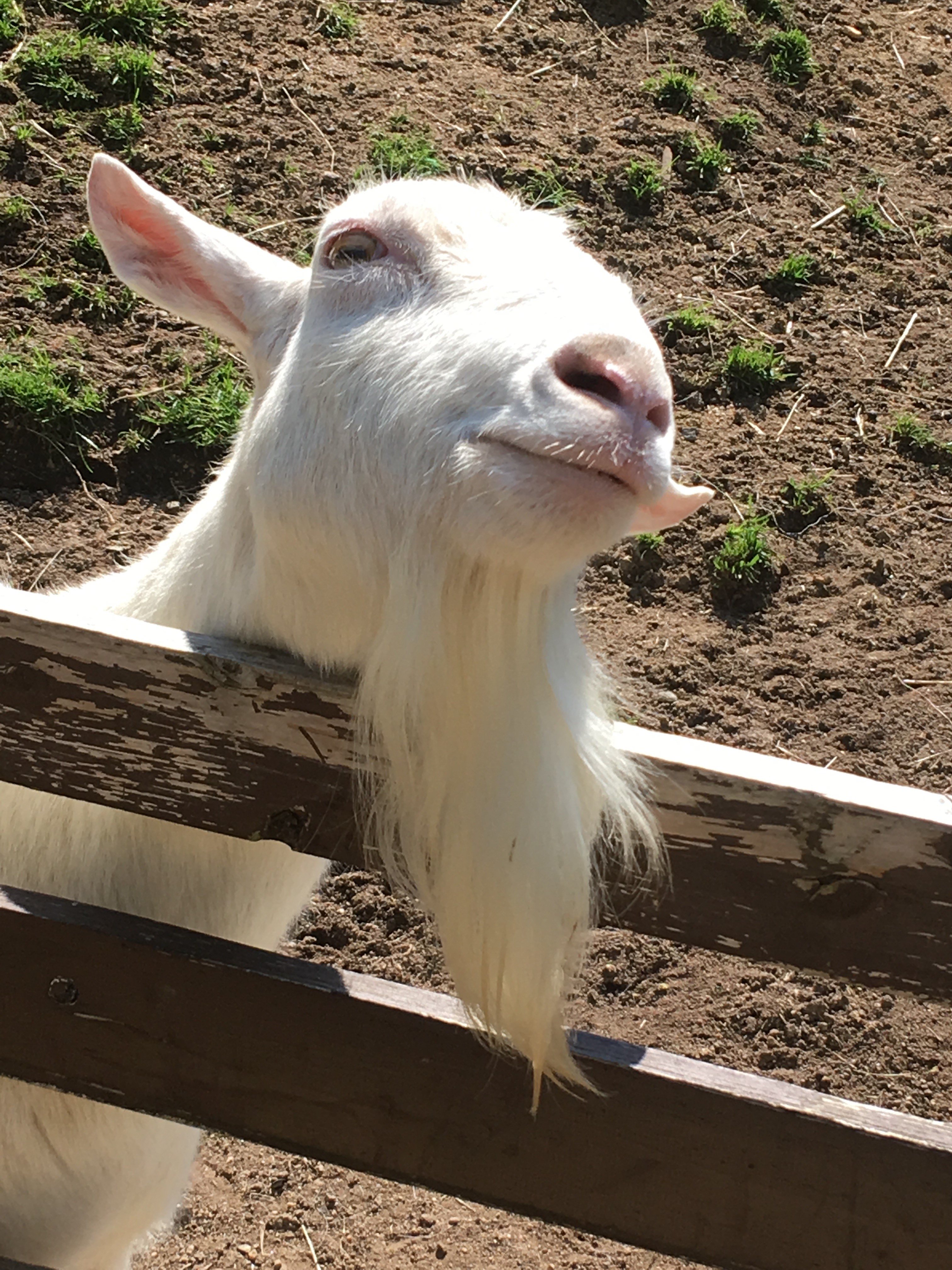 ヤギ Goat [六甲山牧場Rokkosan Pasture](2018/6/25) #旅行 #trip #動物 #animal