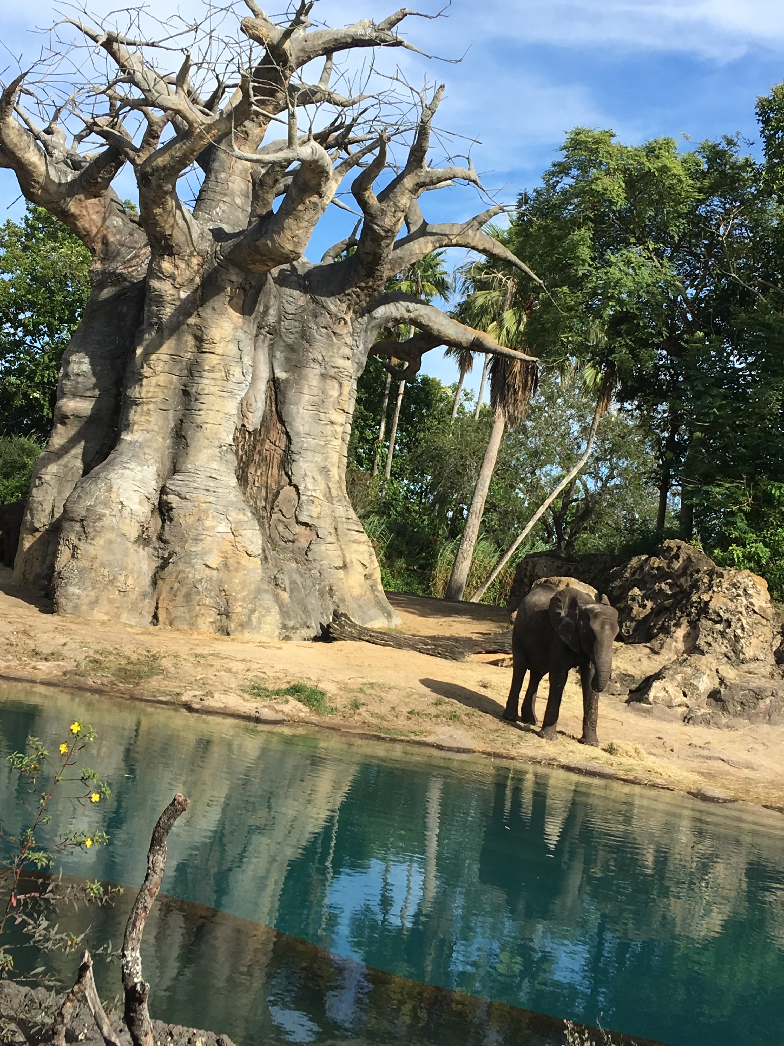 [WDW] elephant 象ゾウ/Kilimanjaro Safaris キリマンジャロ・サファリ/Disney's Animal kingdomアニマル・キングダム/Walt Disney World Resort ディズニー・ワールド・リゾート 旅行記/(2018/11/1)  #旅行 #trip #動物 #animal #象 #elephant #ディズニー #wdw #Disney #FIRE #早期リタイア